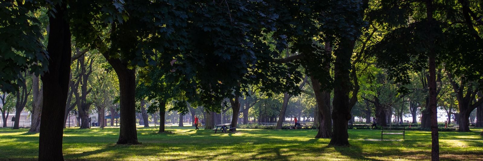 park with several trees in lytton park near toronto